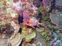 AmbergrisCaye05 - 039 * Squirelfish